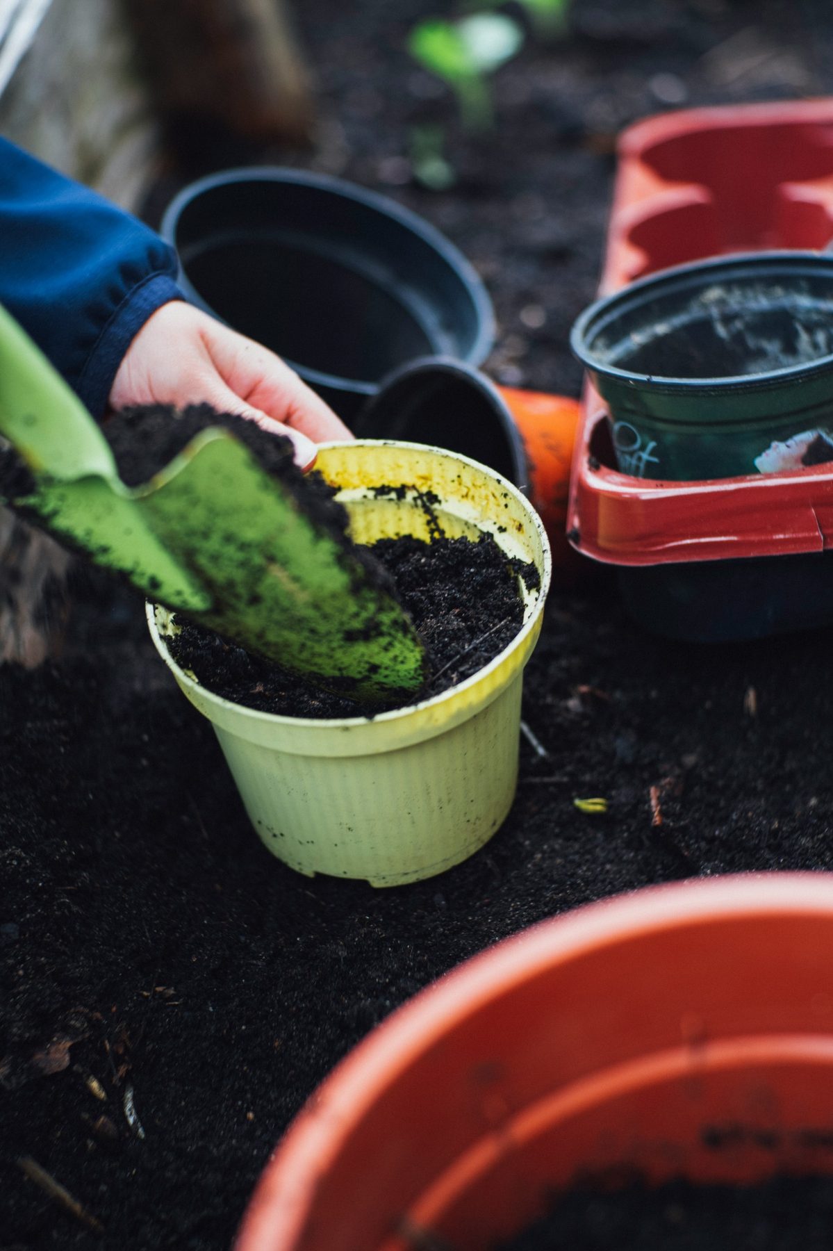 Hands potting a plant